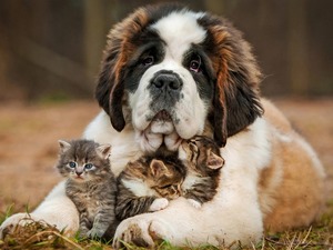 Собака с котятами