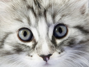 Котенок