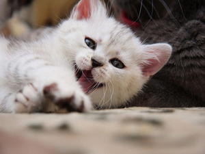 Белый кот