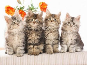 Котята