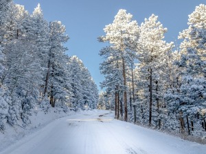 Очарованный лес