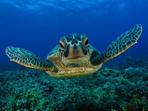 Морская черепаха